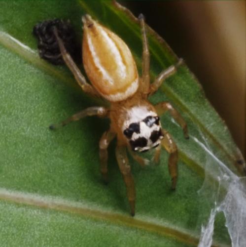 Thyene sp.